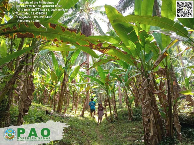 NORTHERN SAMAR PUSHES ABACA PRODUCTION TO A HIGHER LEVEL